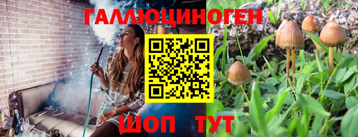 Волхов  Псилоцибиновые грибы Cubensis  Вход с VPN 